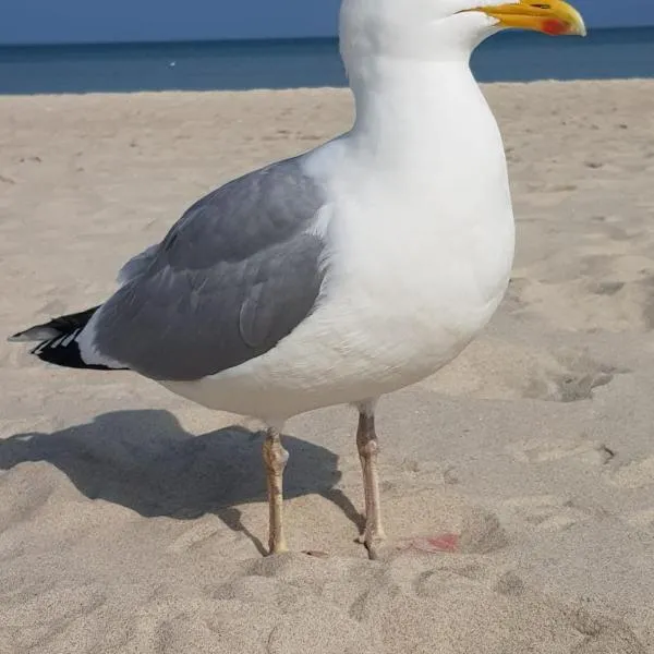 Hering FeWo I Apartment Terrace，位于吕根岛上的维克的酒店