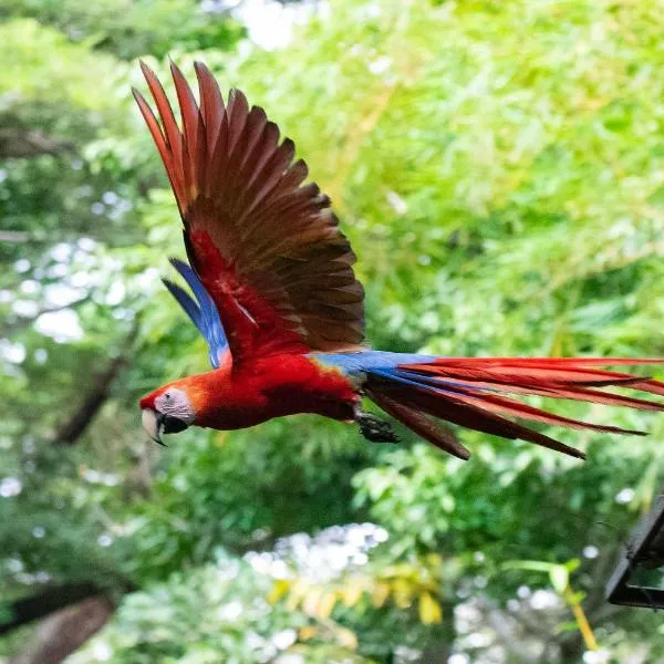 Jungle Lodge at Wild Sun Rescue Center，位于蒙特苏马的酒店