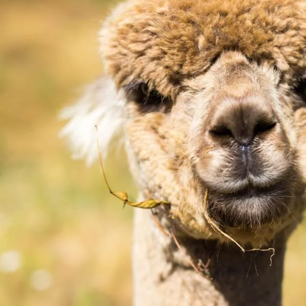 Alpacas Off Grid - Eco Cabin，位于塔卡卡的酒店