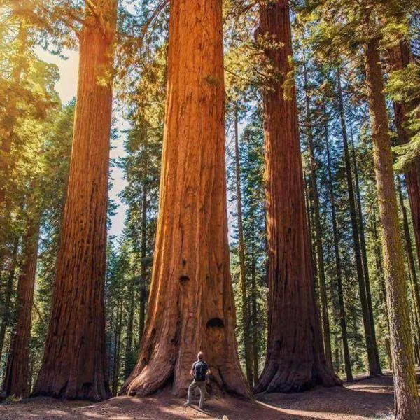 The Sequoia Hut!，位于红杉国家公园的酒店