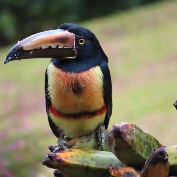 La Ceiba Tree Lodge，位于Tilarán的酒店