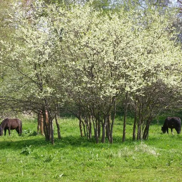 斯塔多赫恩公寓，位于Usedom Town的酒店