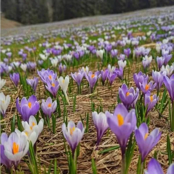 Camere Nordest Sudest- Conca Agordina，位于阿戈尔多的酒店