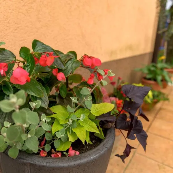 Crni mačak，位于马图利的酒店