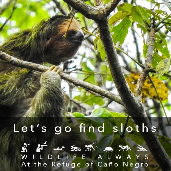 Hotel de Campo Caño Negro，位于Caño Negro的酒店