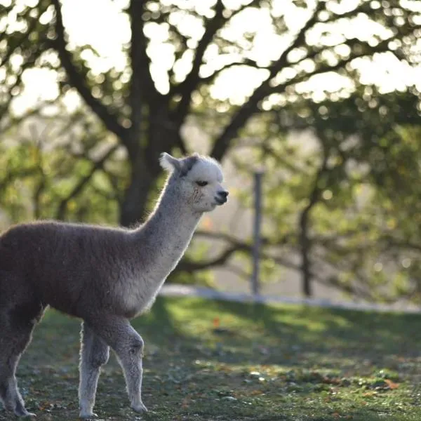 Agriturismo Il Beccafico Alpaca，位于Mengara的酒店