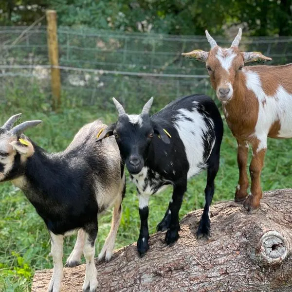 Eifel-Apartments Orsfeld - Apartments mit Tieren & Natur，位于Orsfeld的酒店