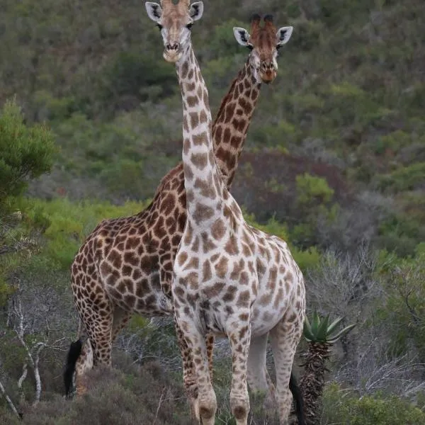 Garden Route Safari Camp，位于莫塞尔湾的酒店