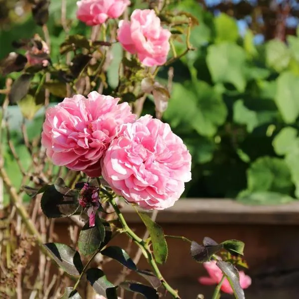 Ferienwohnung Pickl - Anna-Maria Pickl，位于安格尔的酒店