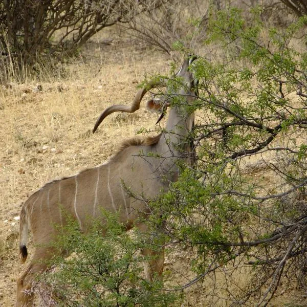 Desert Game Farm & Tented Lodge, Khomashochland, En Route to Sossusvlei，位于Pionierspark的酒店