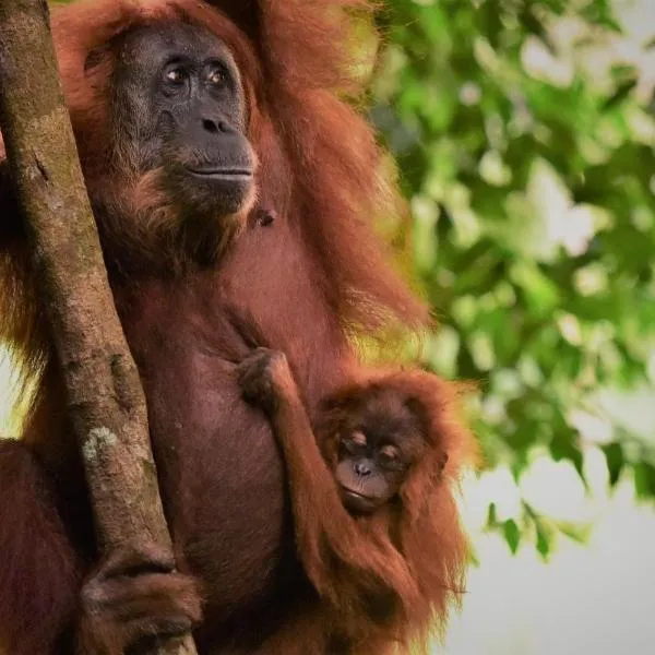 Lucky Bamboo'Bungalows-Resto and Orangutan Jungle Trekking Tours，位于武吉拉旺的酒店
