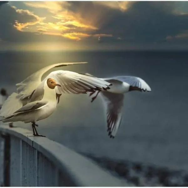 Apartment 1.4，位于比苏姆的酒店