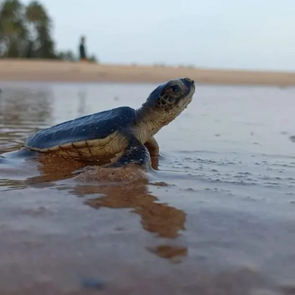 Turtle Watch Cabana，位于坦加拉的酒店