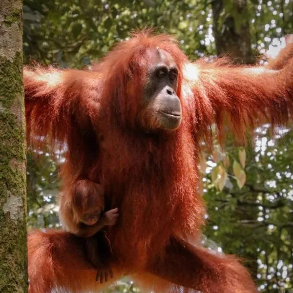 Sumatra Jungle Trek In & Orangutan Trips，位于武吉拉旺的酒店