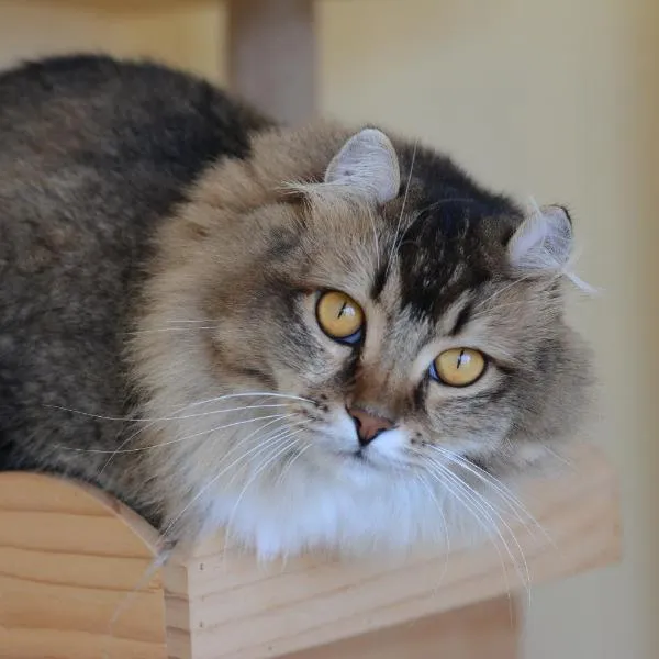 ニャー助のホテルん，位于积丹町的酒店