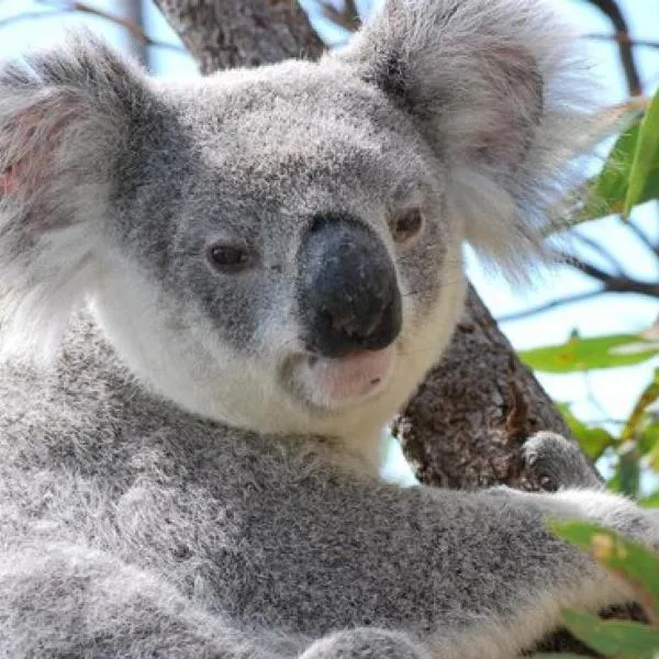 COST EFFECTIVE ISLAND ESCAPE! Studio Unit, Nelly Bay，位于耐莉湾的酒店