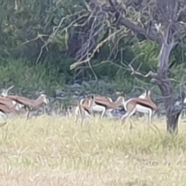 Paradise Camp Game Drives，位于Grootfontein的酒店