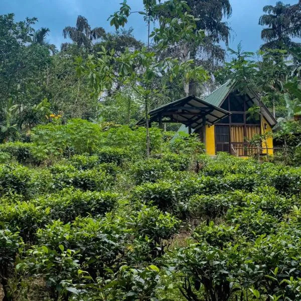 Rainforest cabin，位于Morawaka的酒店