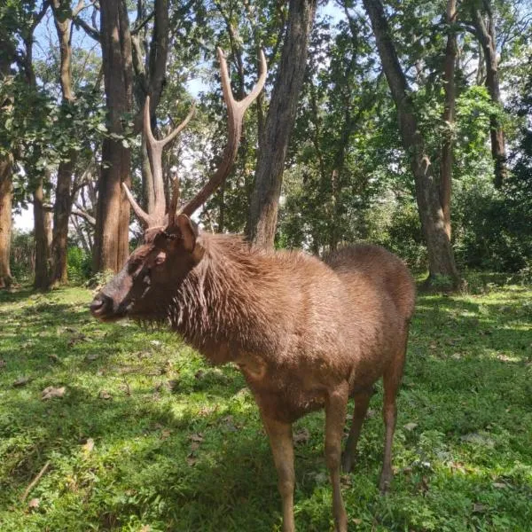 Wild Window - Forest View Homestay，位于提喀迪的酒店