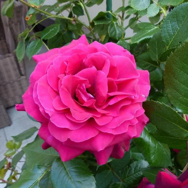 Ferienhaus Rose & Lavendel，位于Zühlsdorf的酒店