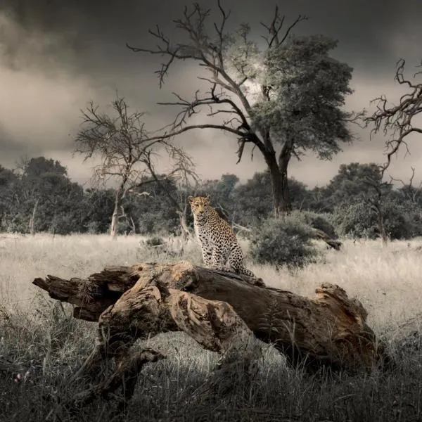 Big Cats Namibia Farmstay & Tours，位于奥乔的酒店