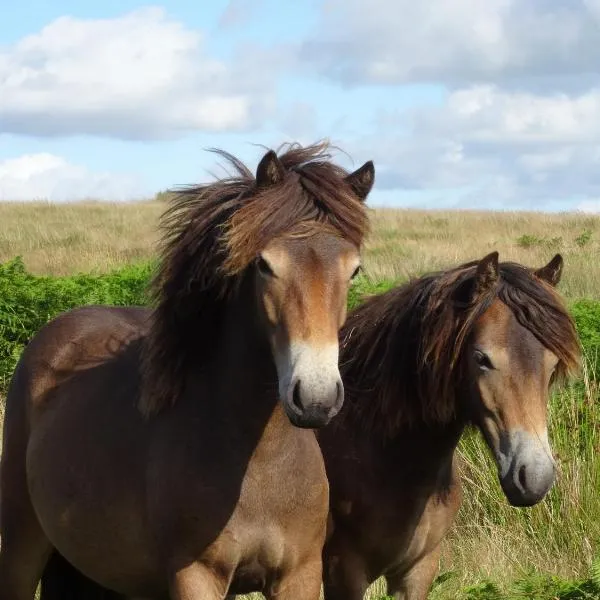 Exmoor BnB in Withypool on Two Moors Way，位于Molland的酒店