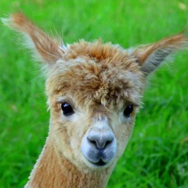 Gîte 1 dans un élevage d'alpagas 2 chambres，位于Mellionnec的酒店