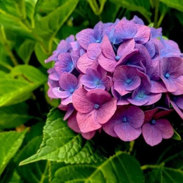 Casa das Hortênsias，位于Cerdeira的酒店