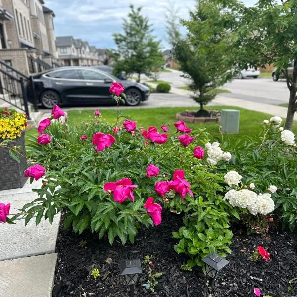 Jahsavvy's Nest，位于汉密尔顿的酒店