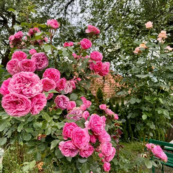 Sarajevo Flower Garden，位于Vogošća的酒店