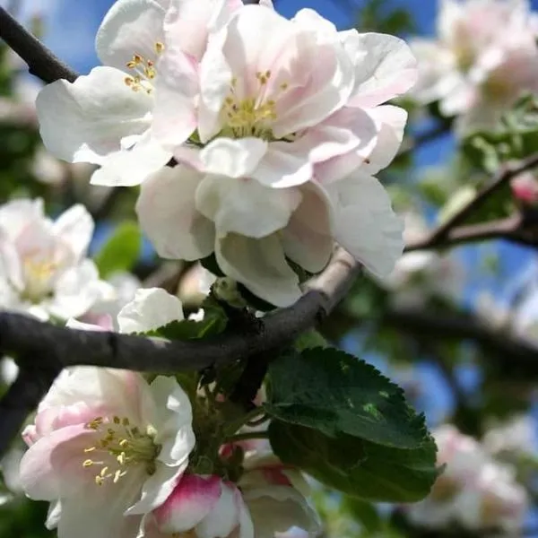 Ferienwohnung Apfelblüte，位于埃里斯基尔希的酒店