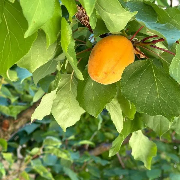 Albicocca，位于法尔科纳拉·玛里提马的酒店