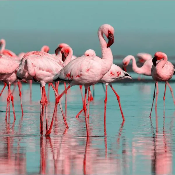 Les Flamants roses，位于沙托布里昂的酒店