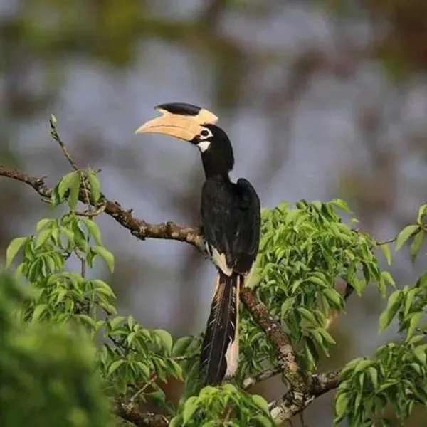 Sigiri Birds Hostel，位于锡吉里亚的酒店