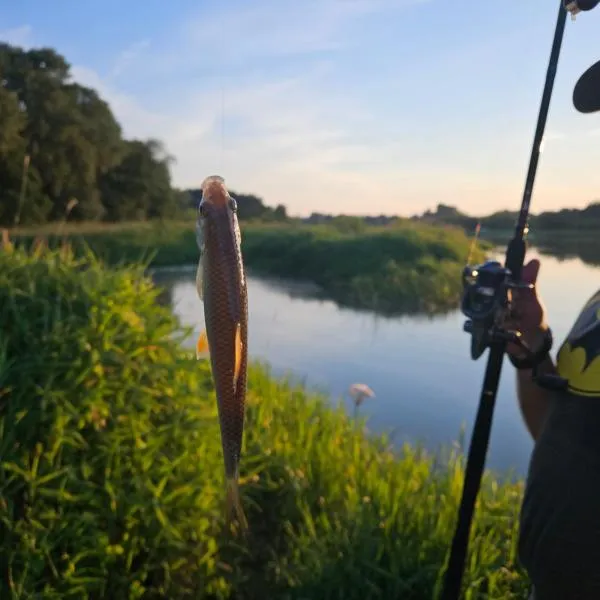 Dom z linią brzegową Narwi 3，位于Rząśnik的酒店