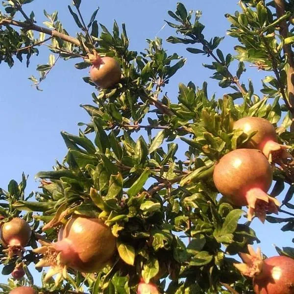 Pomegranate Seaside Corner，位于Ímeros的酒店