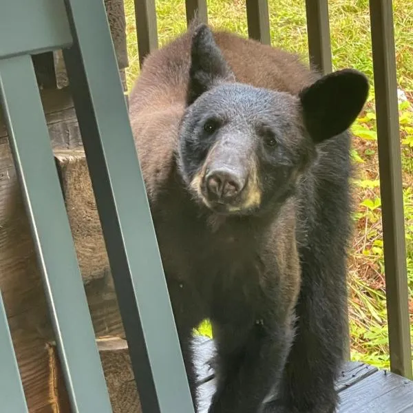 Bears Among Us，位于Gatlinburg的酒店