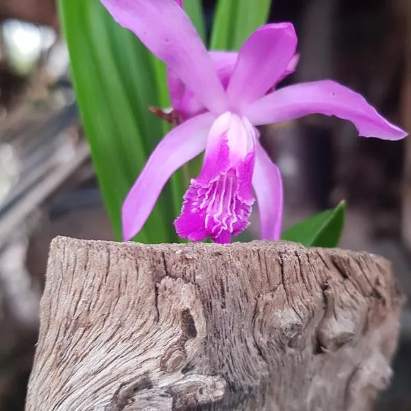 17-Solar Chaja，位于查哈里的酒店