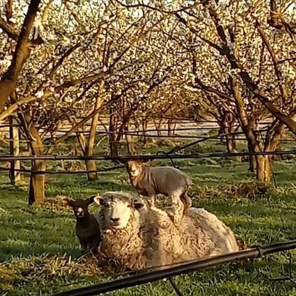 Havelock North Cottage on Organic Orchard，位于Haumoana的酒店