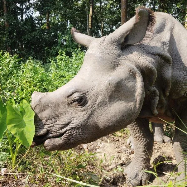 Kings jungle safari & Culture home stay，位于Meghauli的酒店