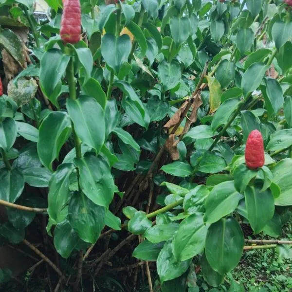 KAN'DLO，位于Le Morne Rouge的酒店