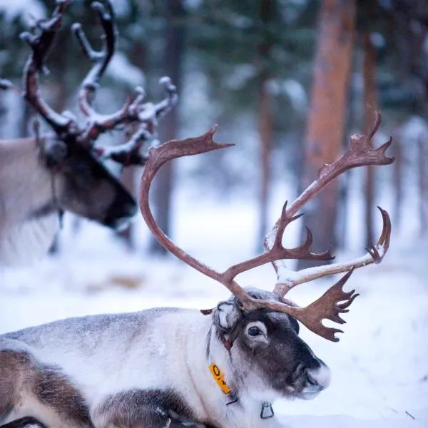 Reindeer Lodge，位于尤卡斯耶尔维的酒店