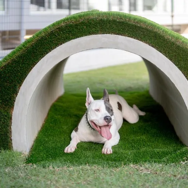 Dog Hotel Shirahama ドッグホテル シラハマ，位于白滨的酒店