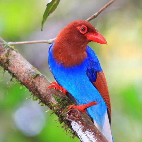 德尼亚旅馆，位于代尼耶耶的酒店