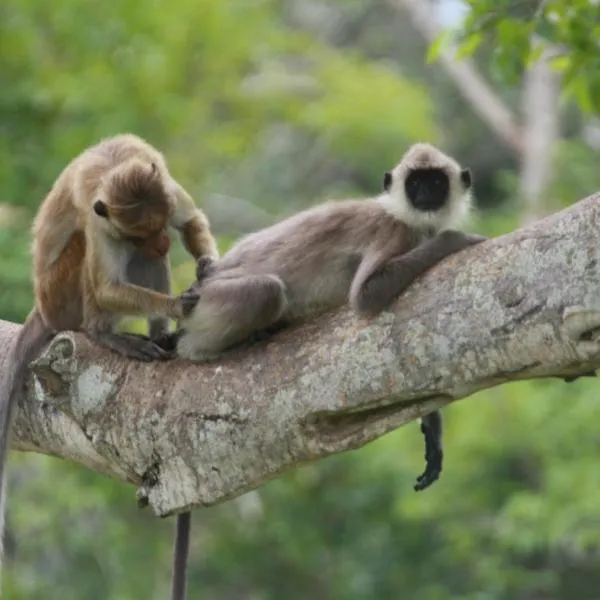 Jungle Edge Cottage，位于达瓦拉维的酒店