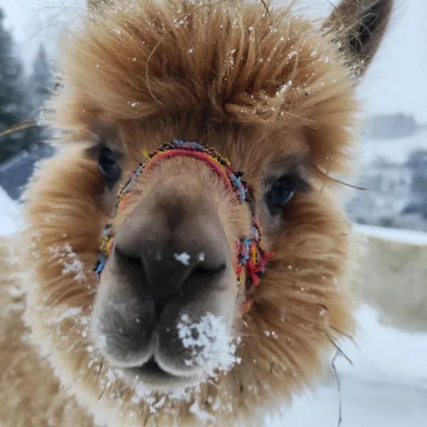ZALASEK Gospodarstwo Agroturystyczne z Alpakami，位于Dobra的酒店