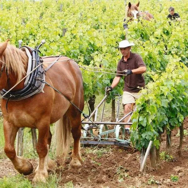 Meublé de tourisme classé 3 étoiles Le Ptit Coin de Soleil - Saint Ciers d'Abzac，位于Saint-Ciers-dʼAbzac的酒店