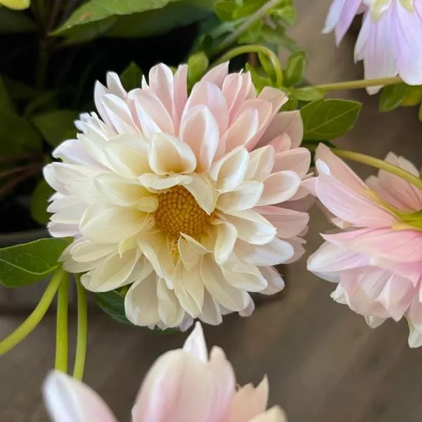 Serendipity Cottage Farm Stay，位于Jeremadra的酒店