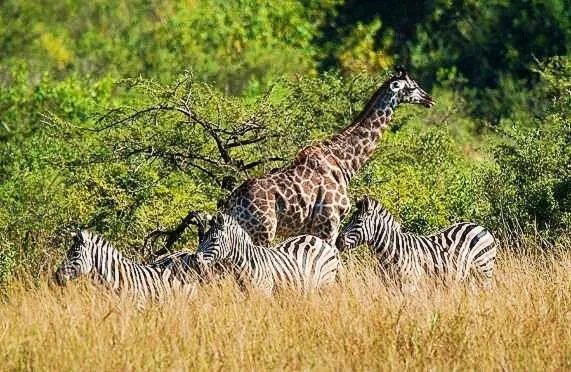 Elephant Villa Private Room，位于内尔斯普雷特的酒店