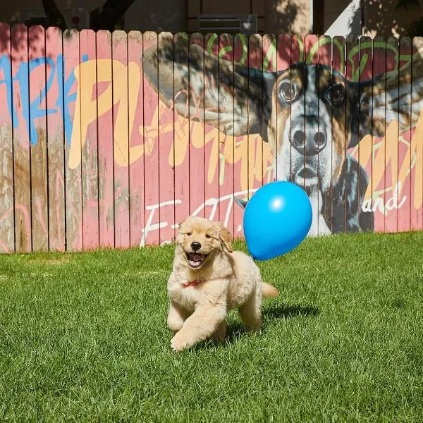 Sono Pet Clubs & Resorts VivaldiPark，位于洪川郡的酒店